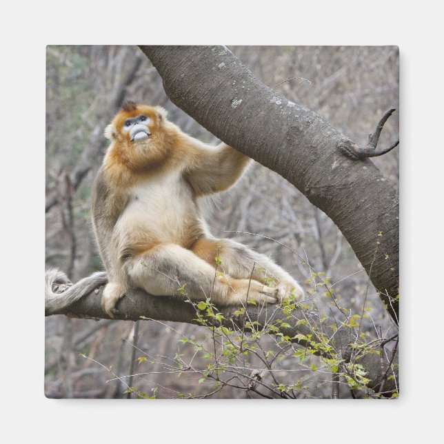 Portrait of male Golden monkey in tree Magnet (Front)