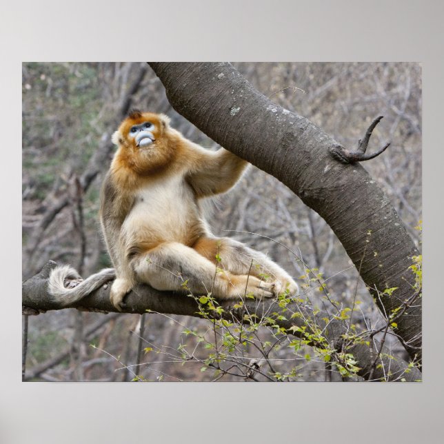 Portrait of male Golden monkey in tree Poster (Front)