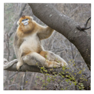 Portrait of male Golden monkey in tree Tile