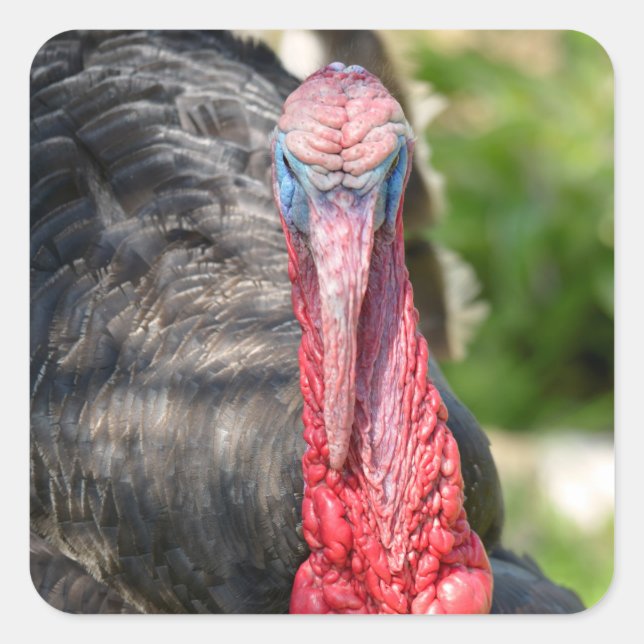 Portrait of male turkey postcard square sticker (Front)