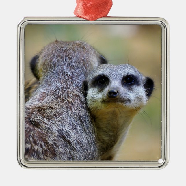 Portrait of meerkats or suricates   metal tree decoration (Front)