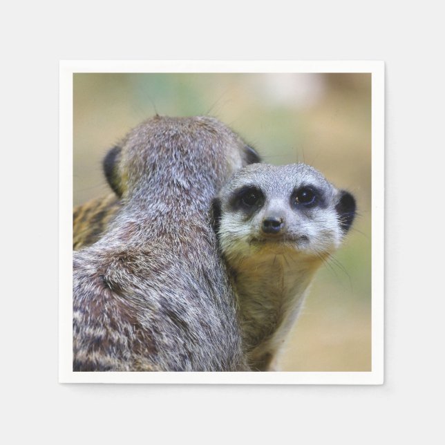 Portrait of meerkats or suricates   napkin (Front)