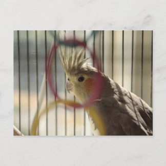 Portrait of Molly through Ring Postcard