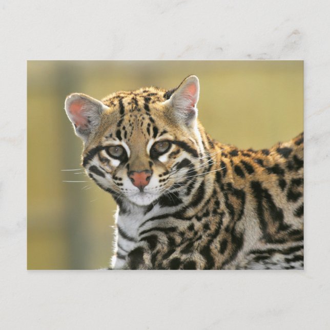 Portrait of Ocelot Postcard (Front)