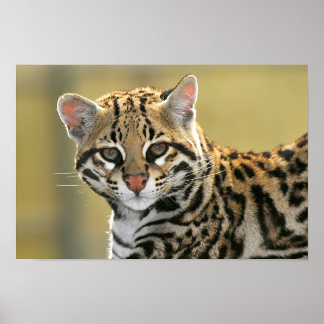Portrait of Ocelot Poster (Front)