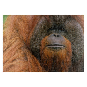 Portrait of Orang-utang Male, Georgia, USA Cutting Board