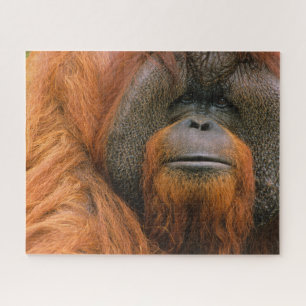 Portrait of Orang-utang Male, Georgia, USA Jigsaw Puzzle