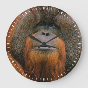 Portrait of Orang-utang Male, Georgia, USA Large Clock