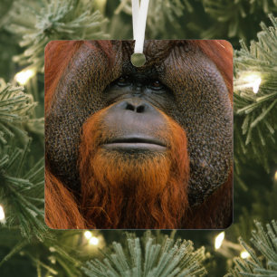 Portrait of Orang-utang Male, Georgia, USA Metal Tree Decoration
