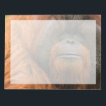 Portrait of Orang-utang Male, Georgia, USA Notepad<br><div class="desc">Portrait of Orang-utang (Pongo pygmaeus) male,  Georgia,  USA</div>