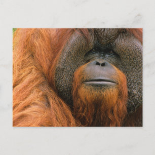 Portrait of Orang-utang Male, Georgia, USA Postcard