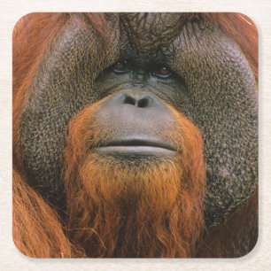 Portrait of Orang-utang Male, Georgia, USA Square Paper Coaster