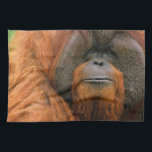 Portrait of Orang-utang Male, Georgia, USA Tea Towel<br><div class="desc">Portrait of Orang-utang (Pongo pygmaeus) male,  Georgia,  USA</div>