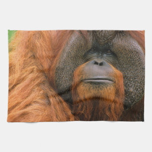 Portrait of Orang-utang Male, Georgia, USA Tea Towel