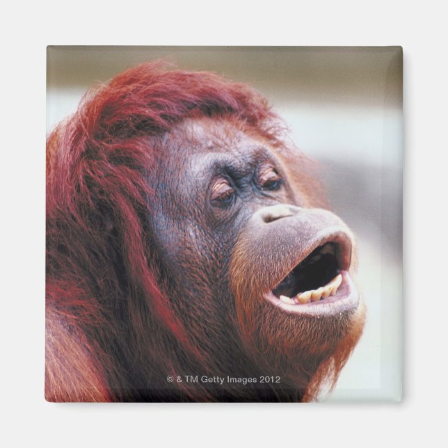 Portrait of orangutan magnet (Front)
