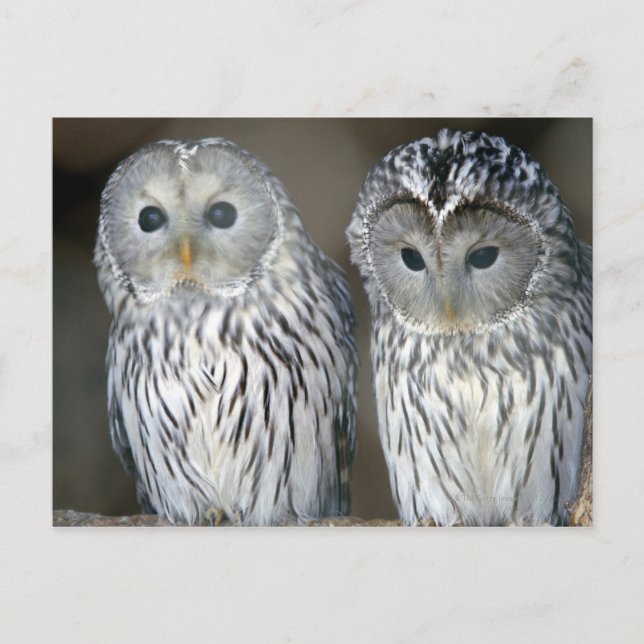 Portrait of owls postcard (Front)
