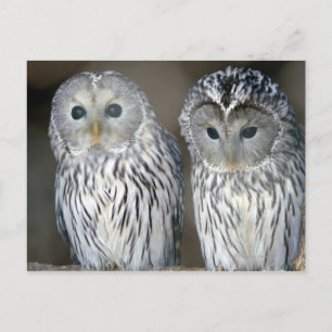 Portrait of owls postcard