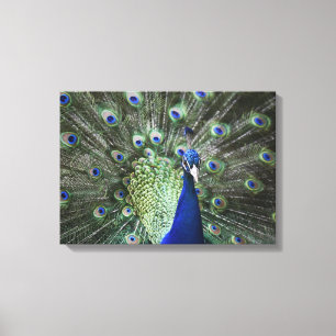 Portrait Of  Peacock With Feathers Out Canvas Print