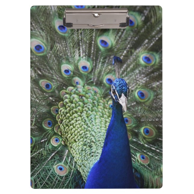 Portrait Of  Peacock With Feathers Out Clipboard (Front)