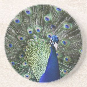 Portrait Of Peacock With Feathers Out Coaster