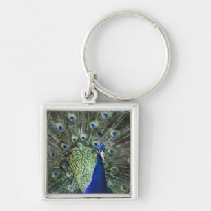Portrait Of  Peacock With Feathers Out Key Ring