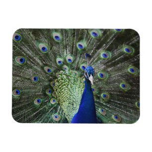 Portrait Of  Peacock With Feathers Out Magnet