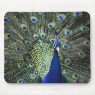 Portrait Of Peacock With Feathers Out Mouse Pad