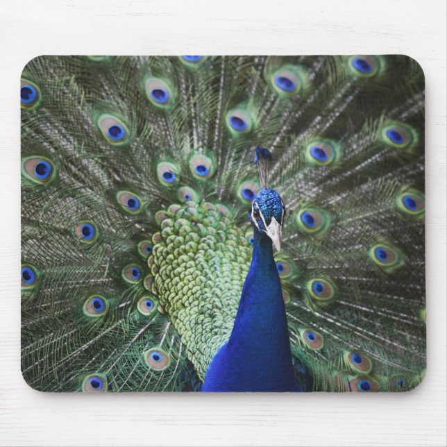 Portrait Of  Peacock With Feathers Out Mouse Pad (Front)