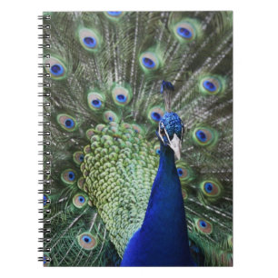 Portrait Of Peacock With Feathers Out Notebook