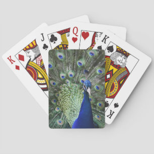 Portrait Of Peacock With Feathers Out Playing Cards