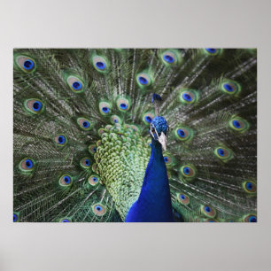 Portrait Of  Peacock With Feathers Out Poster