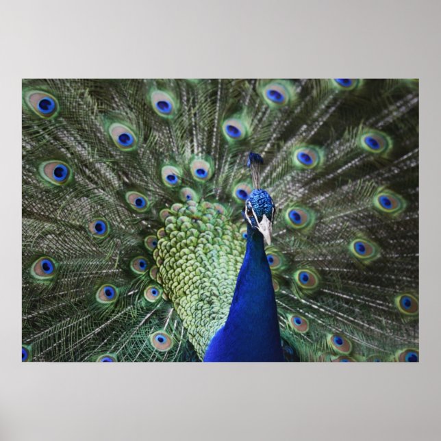 Portrait Of  Peacock With Feathers Out Poster (Front)