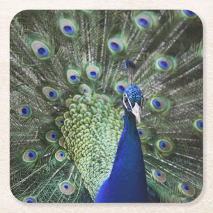 Portrait Of  Peacock With Feathers Out Square Paper Coaster