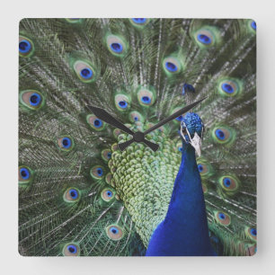 Portrait Of Peacock With Feathers Out Square Wall Clock