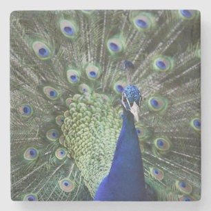Portrait Of Peacock With Feathers Out Stone Coaster