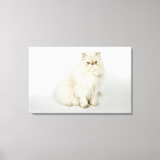 Portrait of Persian cat Canvas Print (Front)