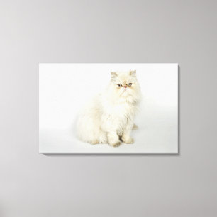 Portrait of Persian cat Canvas Print