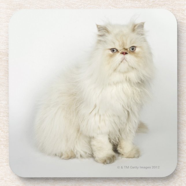 Portrait of Persian cat Coaster (Front)