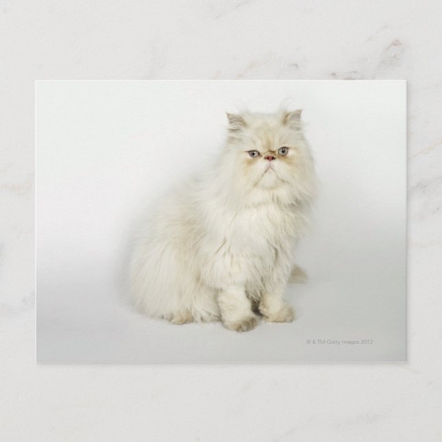Portrait of Persian cat Postcard (Front)