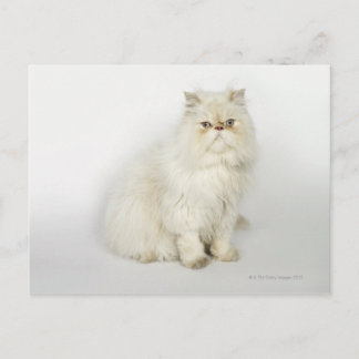 Portrait of Persian cat Postcard