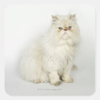 Portrait of Persian cat