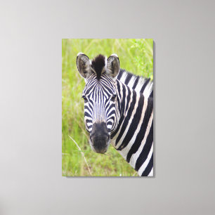 Portrait Of Plains Zebra, Hluhluwe-Umfolozi Game Canvas Print