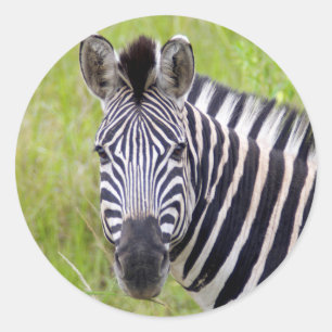Portrait Of Plains Zebra, Hluhluwe-Umfolozi Game Classic Round Sticker