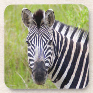 Portrait Of Plains Zebra, Hluhluwe-Umfolozi Game Coaster