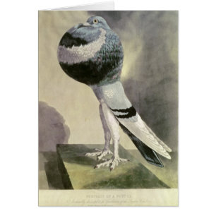 Portrait of Pouter Pigeon