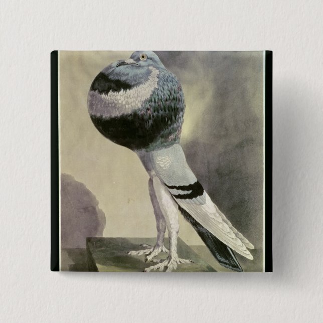 Portrait of Pouter Pigeon 15 Cm Square Badge (Front)