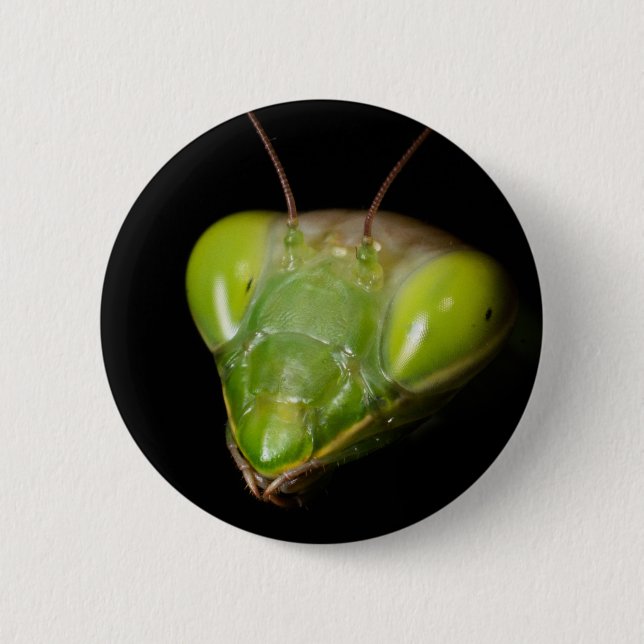 Portrait of praying mantis 6 cm round badge (Front)