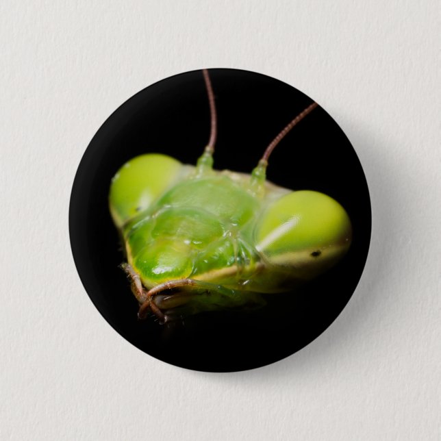 Portrait of praying mantis 6 cm round badge (Front)