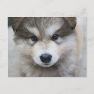 Portrait of puppy postcard