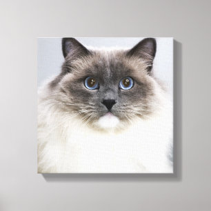 Portrait of Ragdoll cat Canvas Print